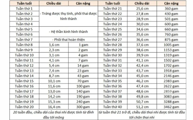 Kết quả siêu âm thai dựa trên những chỉ số nào? Ý nghĩa các chỉ số 3