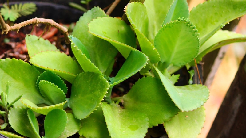 Khi bị bong gân cổ tay đắp lá gì để giảm đau và sưng tấy 2