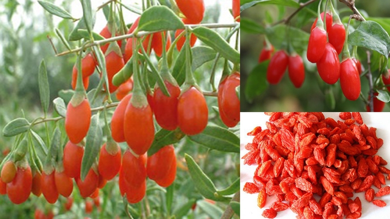 Kỷ tử ăn sống được không? Lưu ý để sử dụng kỷ tử hiệu quả 2