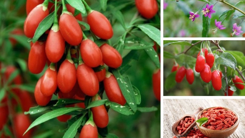 Kỷ tử ăn sống được không? Lưu ý để sử dụng kỷ tử hiệu quả 3