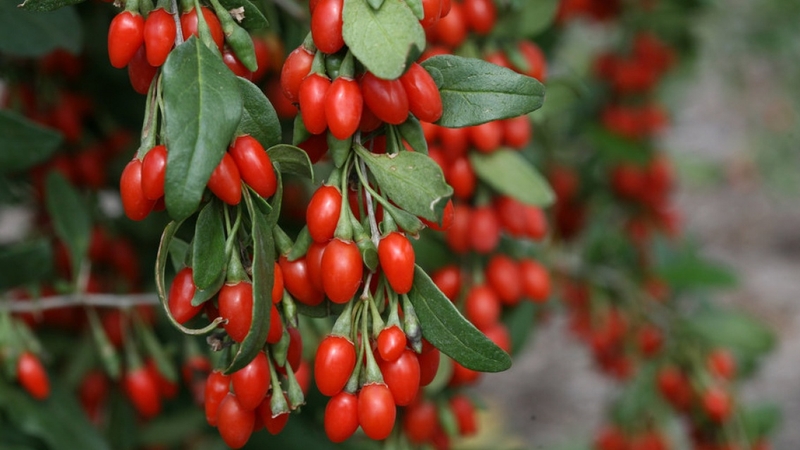 Kỷ tử ăn sống được không? Lưu ý để sử dụng kỷ tử hiệu quả 1