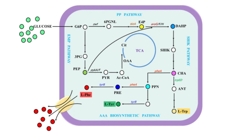 Quy trình sản xuất L-Phenylalanine bằng phương pháp sinh học sử dụng vi khuẩn Escherichia coli đã được biến đổi gen