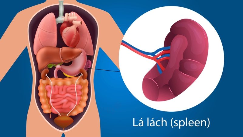 Ăn gì tốt cho lá lách, tăng cường sức khỏe? 1