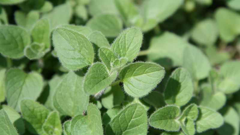 Lá Oregano là gì_ Công dụng và cách sử dụng lá Oregano trong ẩm thực và sức khỏe-1.jpg