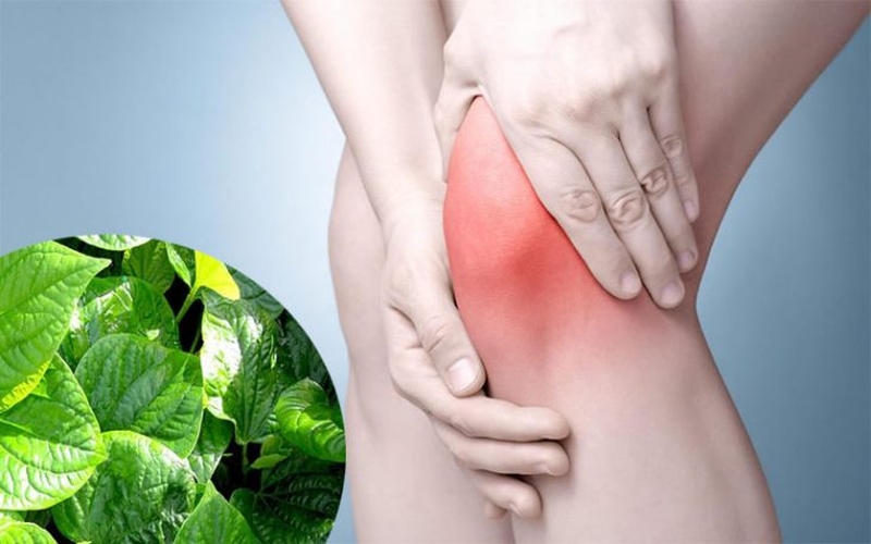 Lá lốt chữa đau khớp gối đơn giản, dễ làm và hiệu quả bất ngờ 1
