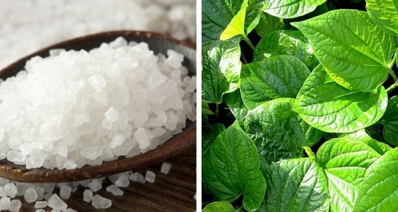 Lá lốt chữa đau khớp gối đơn giản, dễ làm và hiệu quả bất ngờ 2