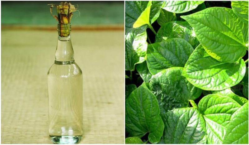 Lá lốt chữa đau khớp gối đơn giản, dễ làm và hiệu quả bất ngờ 4