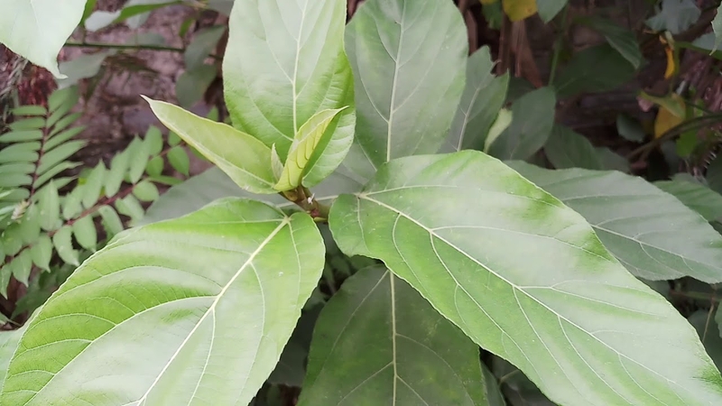 Liệt kê một số cách dùng lá ngái chữa bệnh trĩ 1