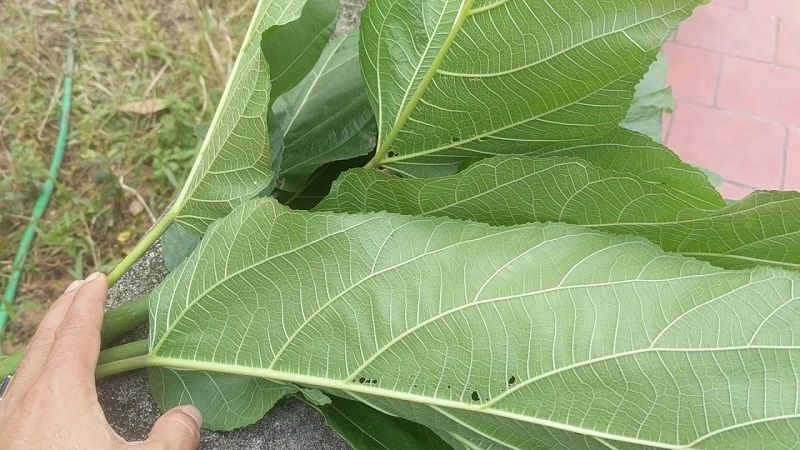 Liệt kê một số cách dùng lá ngái chữa bệnh trĩ 2