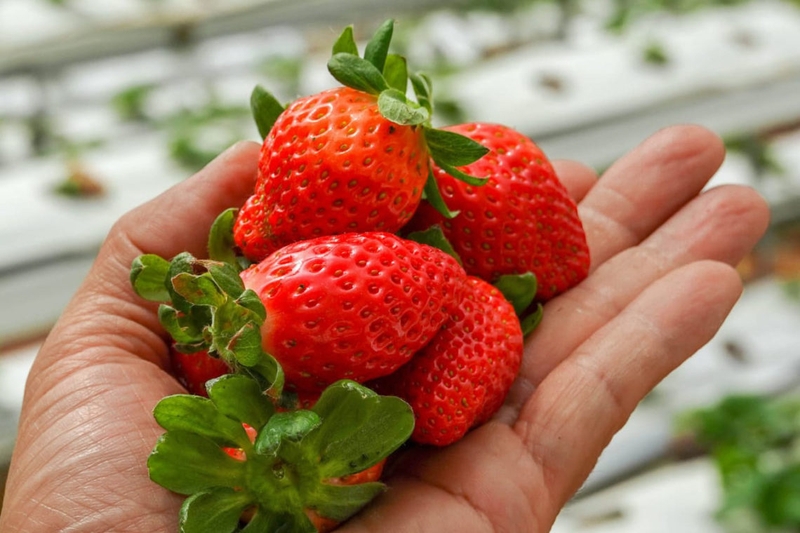 Liệt kê những loại trái cây không nên ăn khi giảm cân 3