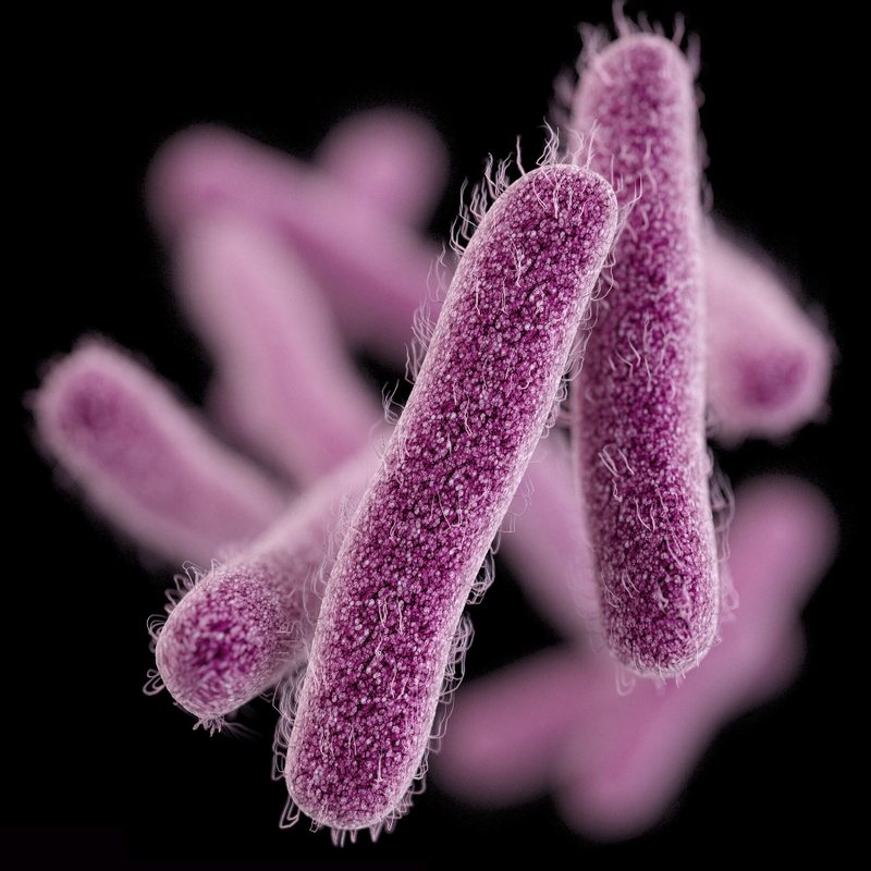 Lỵ trực khuẩn 5.jpeg