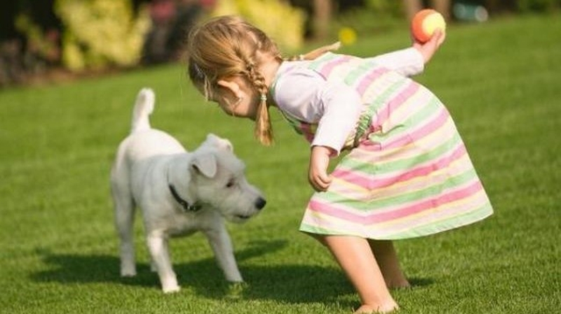 Bệnh sán chó có nguy hiểm không? Cách phòng ngừa bệnh sán chó 4