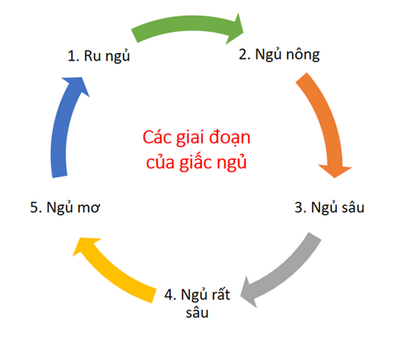Các giai đoạn của chu kỳ ngủ
