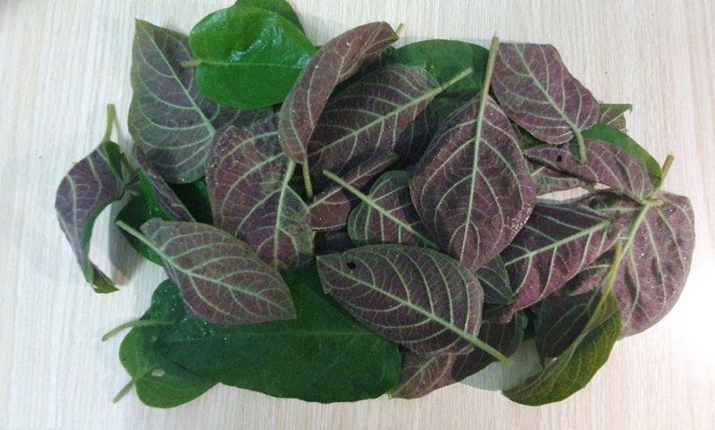 Mang bầu ăn lá mơ được không? Tác dụng và lưu ý khi ăn lá mơ mà mẹ bầu nên biết 2