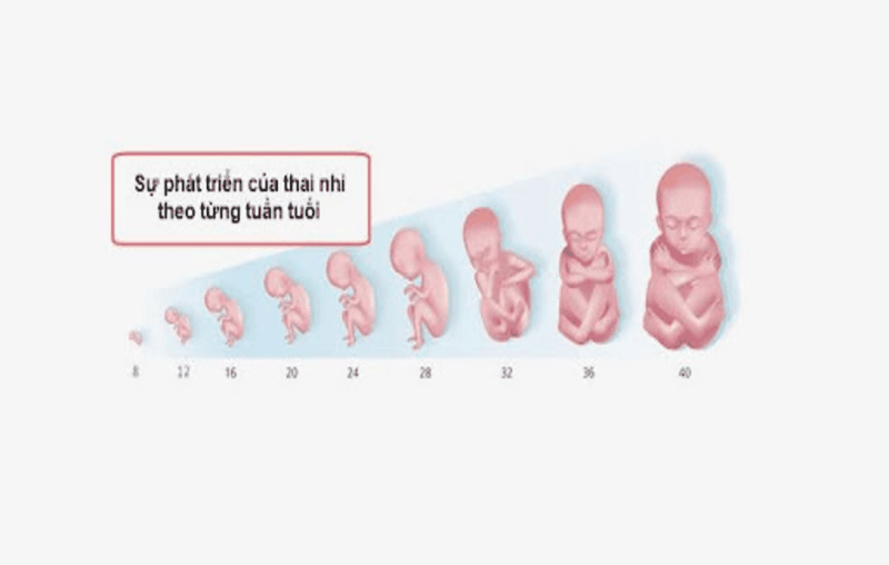 Mang-thai-bao-nhieu-tuan-thi-sinh-de-em-be-duoc-khoe-manh-nhat 3.png