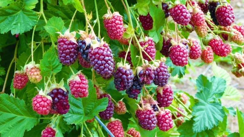 Marionberry là một trong những loại berry được ưa chuộng tại Mỹ