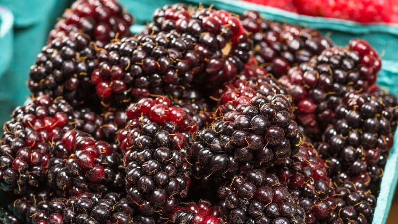 Với thành phần dinh dưỡng phong phú loại trái cây này tốt cho sức khỏe