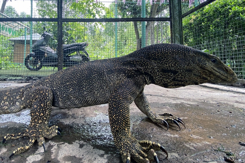 Mật kỳ đà có tác dụng gì? Cách sử dụng mật kỳ đà như nào cho hiệu quả? 1