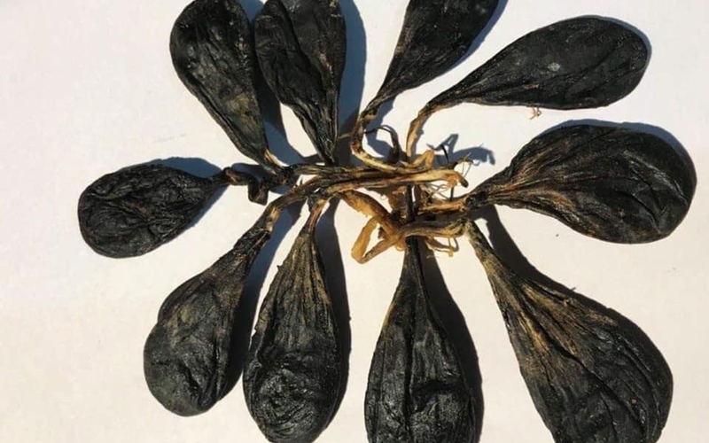 Mật kỳ đà có tác dụng gì? Cách sử dụng mật kỳ đà như nào cho hiệu quả? 2