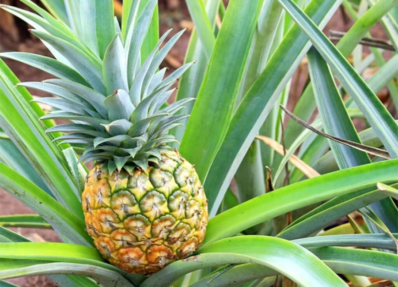 Mẹ sau sinh ăn dứa được không và những lưu ý khi ăn dứa mà mẹ cần biết 4