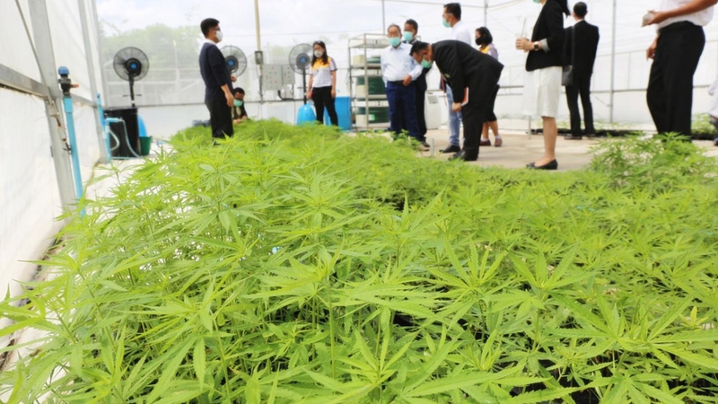 Tinh chế các hoạt chất từ cây cần sa gồm nhiều giai đoạn nghiêm ngặt nhằm đảm bảo chất lượng và an toàn dược lý