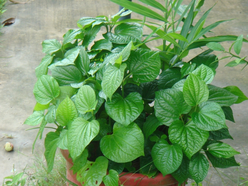 Mẹo chữa bệnh trĩ bằng lá lốt không tốn nhiều chi phí 1