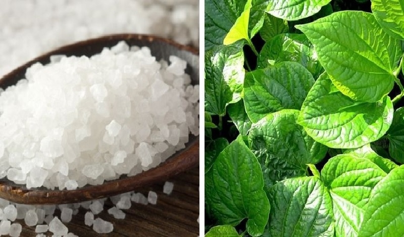 Mẹo chữa bệnh trĩ bằng lá lốt không tốn nhiều chi phí 2