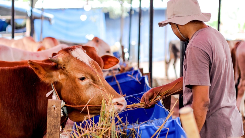 Trong chăn nuôi, Monopotassium phosphate được dùng để cung cấp phospho bổ sung cho khẩu phần ăn của vật nuôi