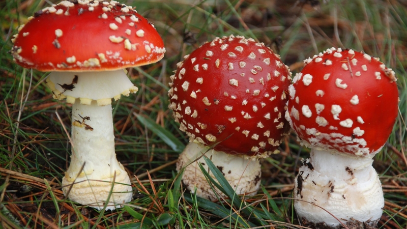 Muscimol có thể được thu nhận từ nguồn tự nhiên là nấm Amanita muscaria