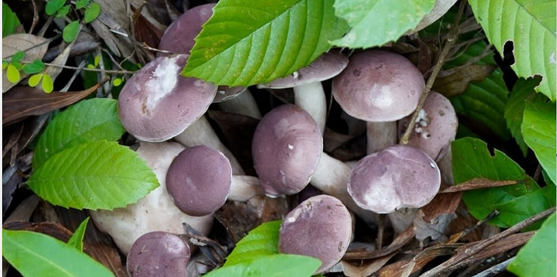 Nấm keo là gì và tác dụng của nấm keo 1