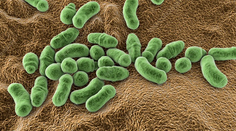 nam-men-malassezia-va-tac-dong-den-lan-da 1