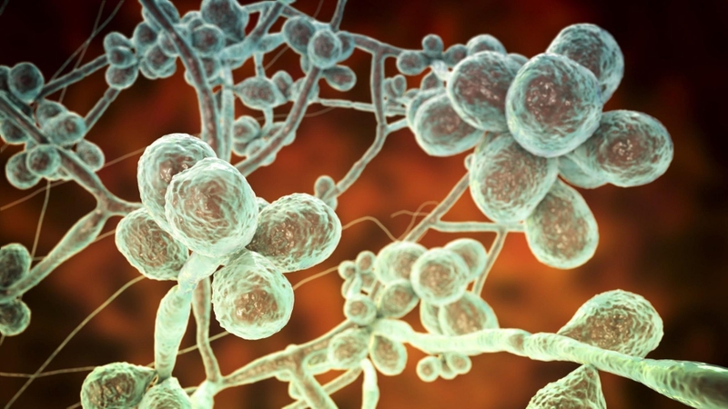 Nấm sâu sporotrichosis 01