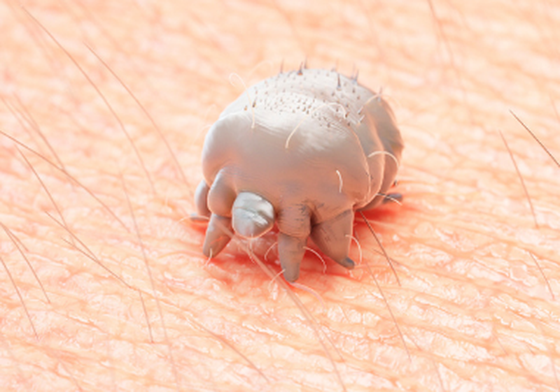 Ngoại ký sinh trùng sống bên ngoài cơ thể, bao gồm ve, bọ chét và chấy 1