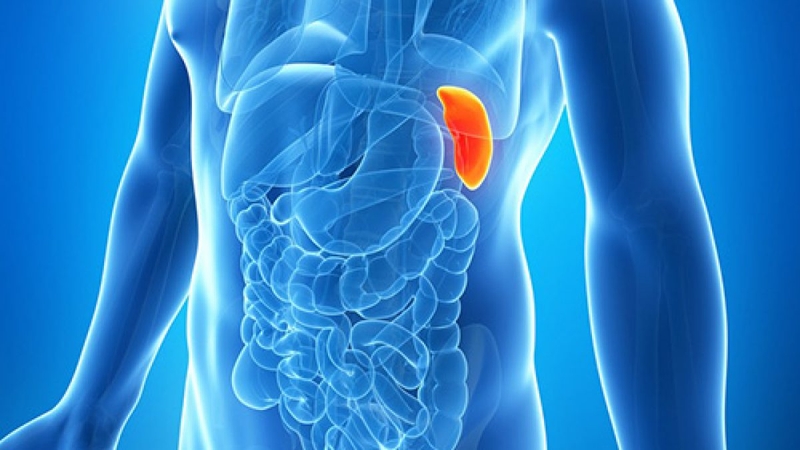 Nguyên nhân gây bệnh lách to ở trẻ em 1