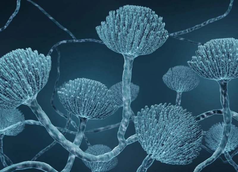 Những điều cần biết về u nấm phổi: Triệu chứng và cách điều trị 1