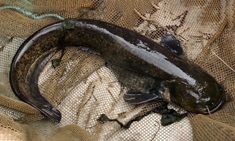 Những loại cá tốt cho sức khỏe bạn nên biết 3