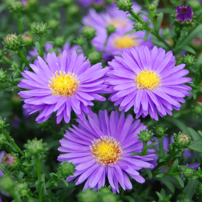 Những lợi ích tuyệt vời từ cúc tím bạn biết chưa? 1