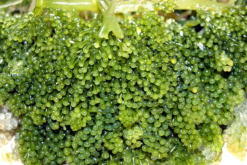 Những món ăn tốt cho người bị bướu cổ 02