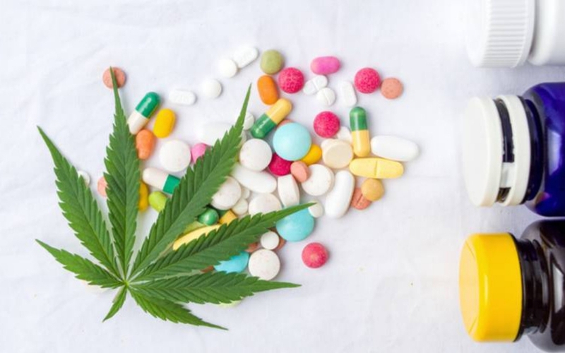 Những nguy hại mà cây bồ đà gây ra cho người sử dụng 1