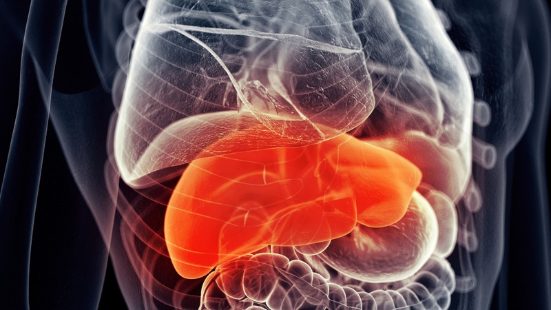 Quá trình chuyển hóa của Olaparib được diễn ra ở gan