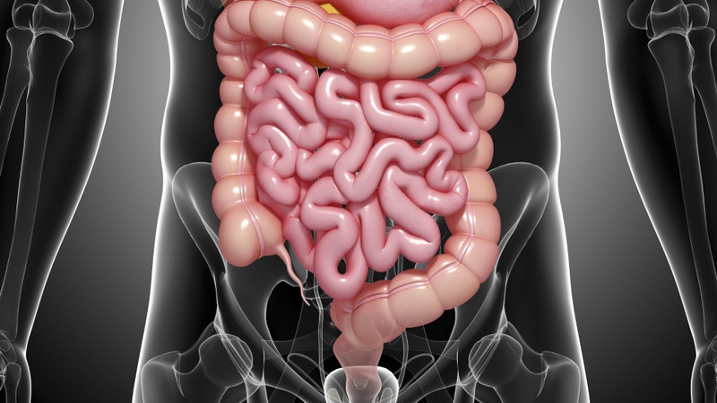Palbociclib sau khi được gan chuyển hóa sẽ được cơ thể loại bỏ phần lớn qua đường tiêu hóa, chủ yếu theo phân