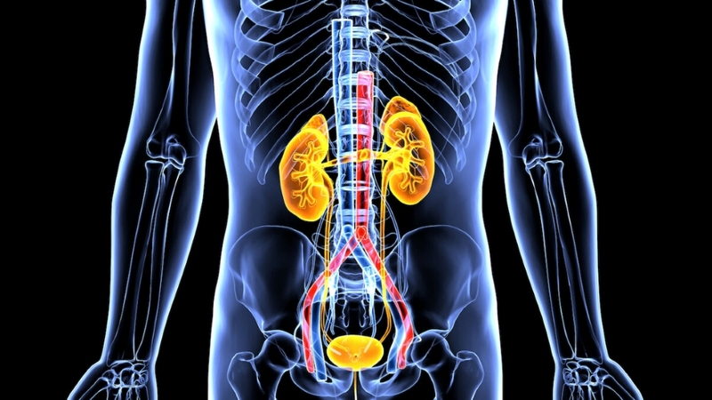 Phân biệt đau lưng và đau do sỏi thận như thế nào? Cách xử trí khi bị đau lưng 1