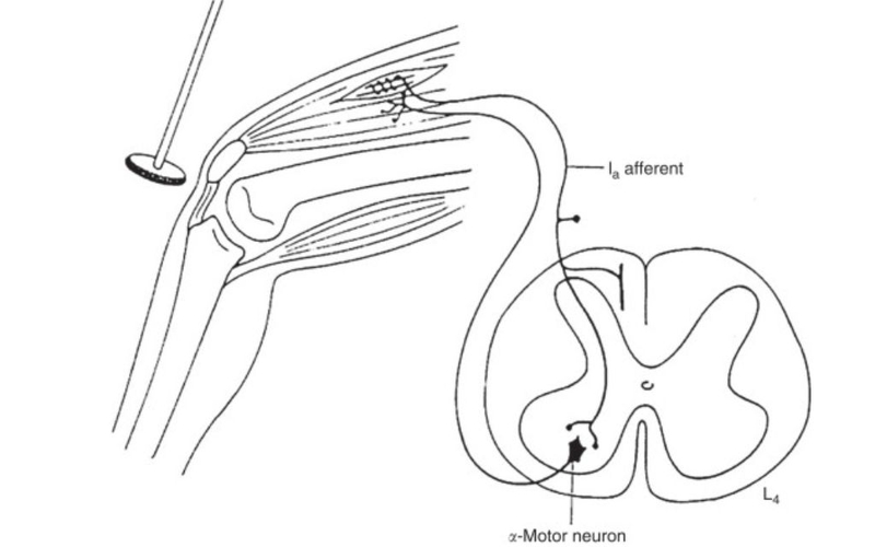 Phản xạ gân xương là gì? Phương pháp kiểm tra và yếu tố tác động 1