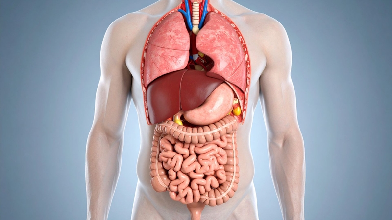 Phenformin được chuyển hóa chủ yếu tại gan thông qua phản ứng hydroxyl hóa