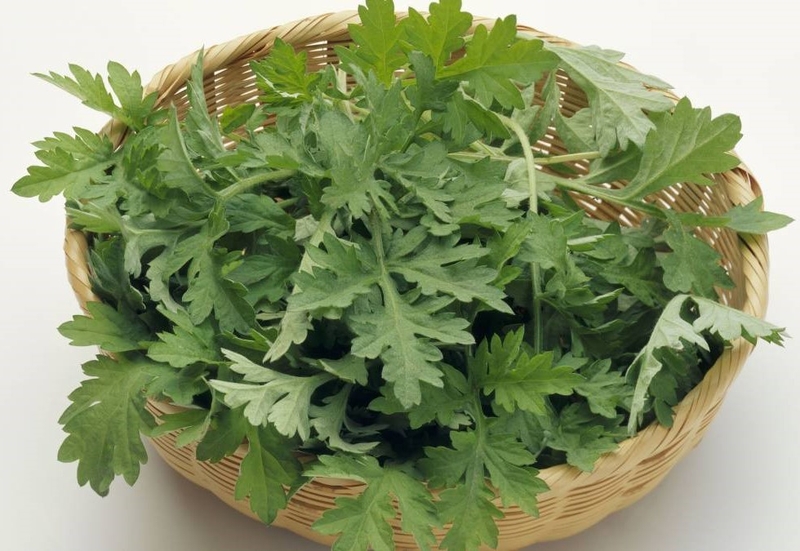 Phụ nữ sau sinh ăn lá ngải được không? Lợi ích tuyệt vời của lá ngải cứu với sức khỏe mẹ bỉm sữa 2