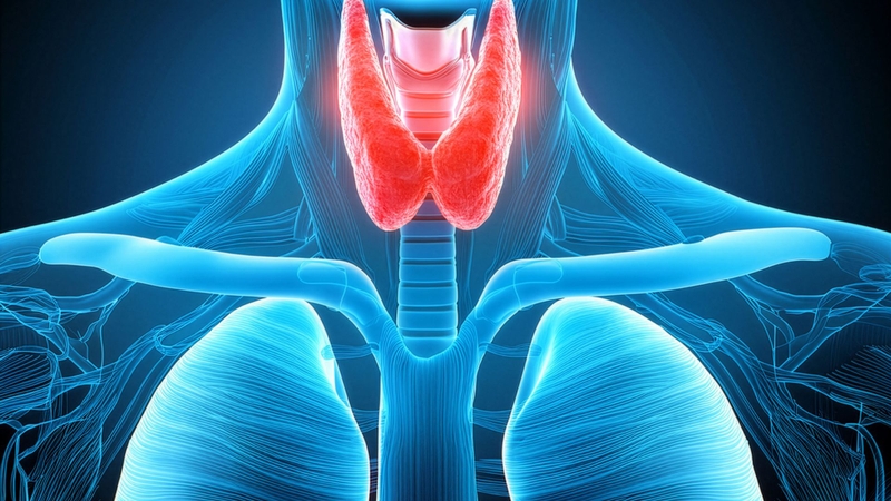 Potassium perchlorate được dùng để hỗ trợ kiểm soát một số rối loạn chức năng tuyến giáp