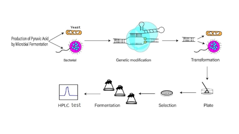 Quá trình sản xuất axit Pyruvic bằng phương pháp lên men vi sinh