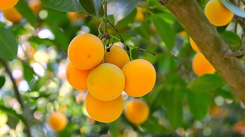 Quả thanh trà là trái cây nhiệt đới miền Tây, màu vàng, vị chua ngọt và giàu dinh dưỡng