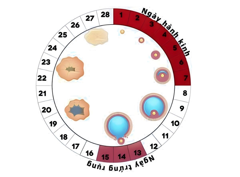 Quan hệ trước 2 ngày có kinh nguyệt có thai không? Những điều cần lưu ý 2