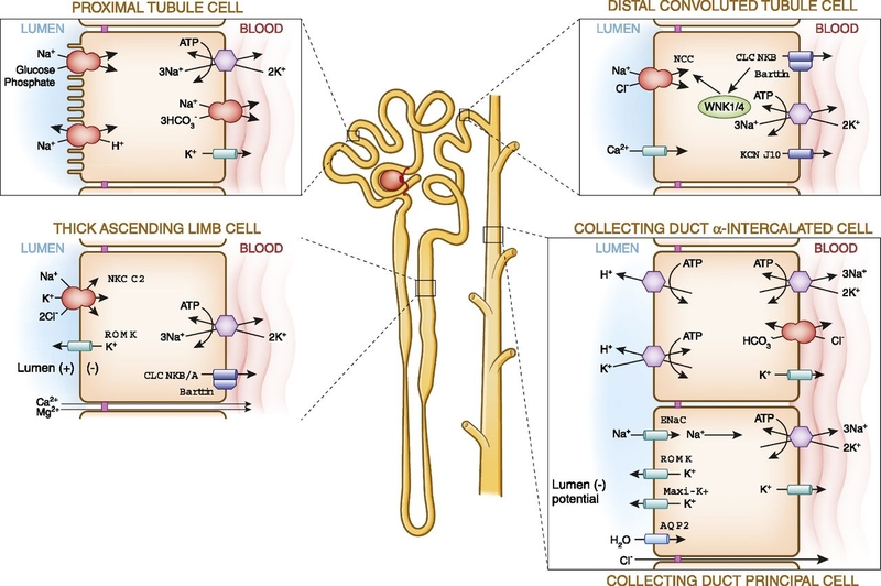 Toan hóa ống thận cấp là gì? Những vấn đề cần biết về Toan hóa ống thận 2